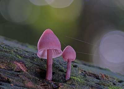 蘑菇 菌 菌类 海绵 屏幕真菌 苔藓 森林 网络 散景