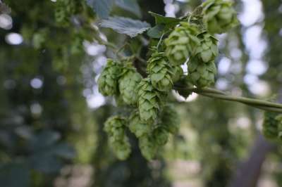 跳 啤酒花的花 哈工厂 调味料 香料 啤酒 酿造 啤酒厂 酒仙