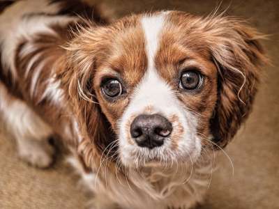 狗 小狗 眼睛 宠物 动物 可爱的 犬类 白色的 品种