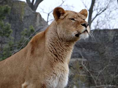 狮子 野猫 大猫 野生动物 荒野 哺乳动物 性质 捕食者