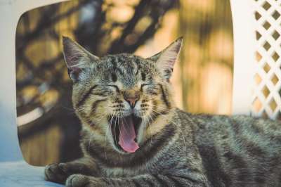 猫咪 老虎 捕食者 毛皮 猫 动物医院 哺乳动物 肉食的 肖像