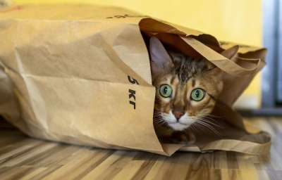 猫 包裹 孟加拉 捕食者 搞笑 猫在包 眼睛 绿色 动物 宠物