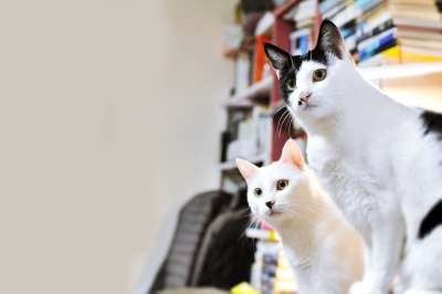 猫 雪 动物 玩笑 脸 表达 好奇心 两个 猫和 老虎