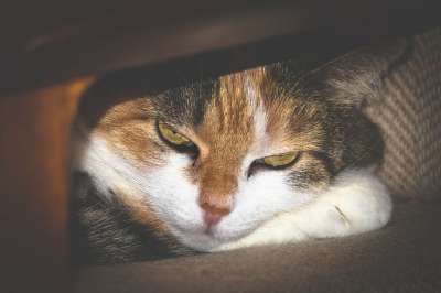 猫 猫眼 联系人 隐藏 看法 脸 猫脸 眼睛 手表 细心