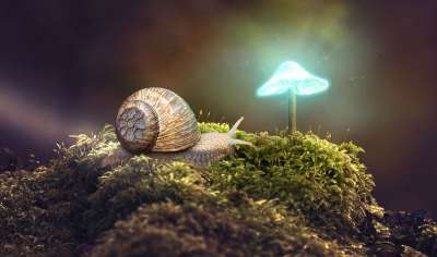蜗牛 森林 牛肝菌 海绵 幻想
