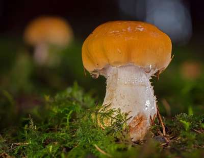 蘑菇 蘑菇型 落下 森林蘑菇 光盘真菌 海绵 屏幕真菌 木耳