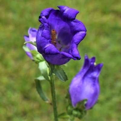坎特伯雷钟 花 植物 紫花 风铃草 花园 盛开 植物群 花的