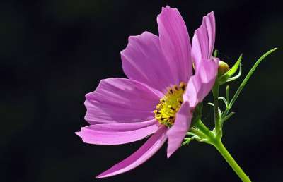 Cosmea 花 花瓣 紫花 紫色花瓣 开花 盛开 宇宙 植物群