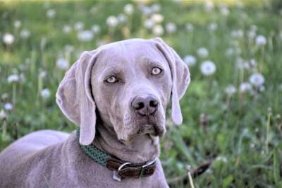 狗 犬只 家畜 鼻子 肖像 种族 朋友 动物 动物肖像 纯种