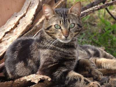 猫 动物 老虎 猫科动物 外面