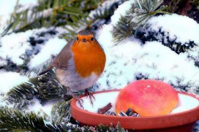 知更鸟 Erithacus Rubecula 鸟 动物 冬天 花园