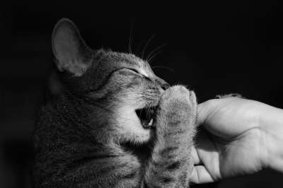 猫 小猫 动物 毛皮 肖像 眼睛 哺乳动物 胡子 年轻 老虎