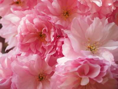 樱花 日本樱桃 闻 开花 日本樱花 观赏樱桃 春天 粉色的 盛开