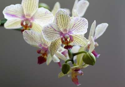 兰花 异国情调的花 花 工厂 黄花 装饰性的 温室 投标 斑纹