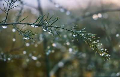 散景 草叶 场地 草地 落下 湿的 雨滴 自然 水滴 绿色