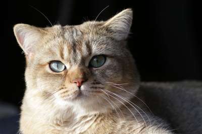 猫 小猫 英国短毛猫 毛皮 蓬松的 柔软的 肖像 动物 哺乳动物