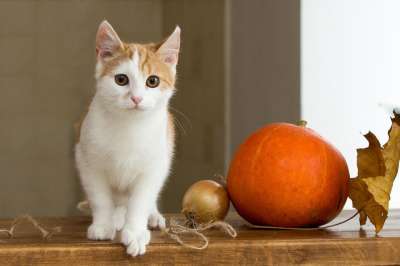 猫 生姜 宠物 红猫 家猫 小猫 可爱 年轻的猫