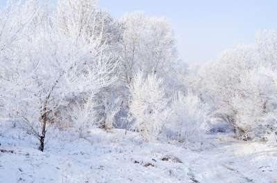 雪 霜 景观 自然 树木 森林 雪银行 分行 蓝色的森林