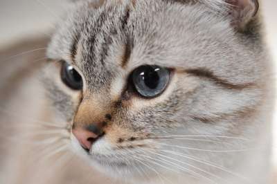 猫 动物 蓝眼睛 毛皮 柔软的 哺乳动物 小胡子 可爱