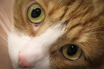 猫 纵向 眼睛 毛皮 捕食者 可爱 首页 毛茸茸 宠物