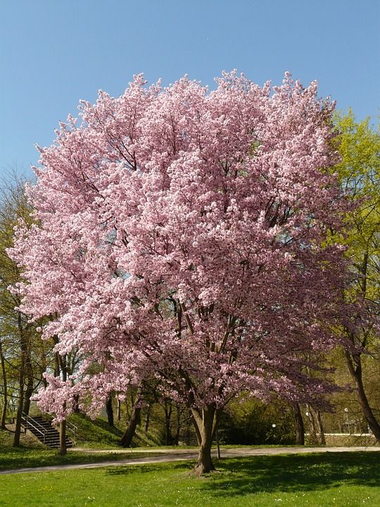 樱花 开花 树 日本樱桃 日本樱花 梅花 东方樱桃 东亚樱桃