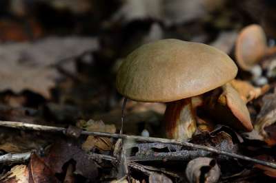 蘑菇 森林蘑菇 森林 树木 森林地面 秋天 自然 真菌学 菌