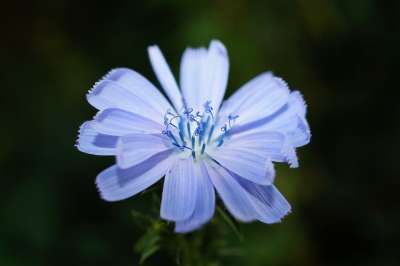 蓝色的 花 花瓣 雌蕊 花蜜 蓝花 蓝色的花瓣 盛开 开花