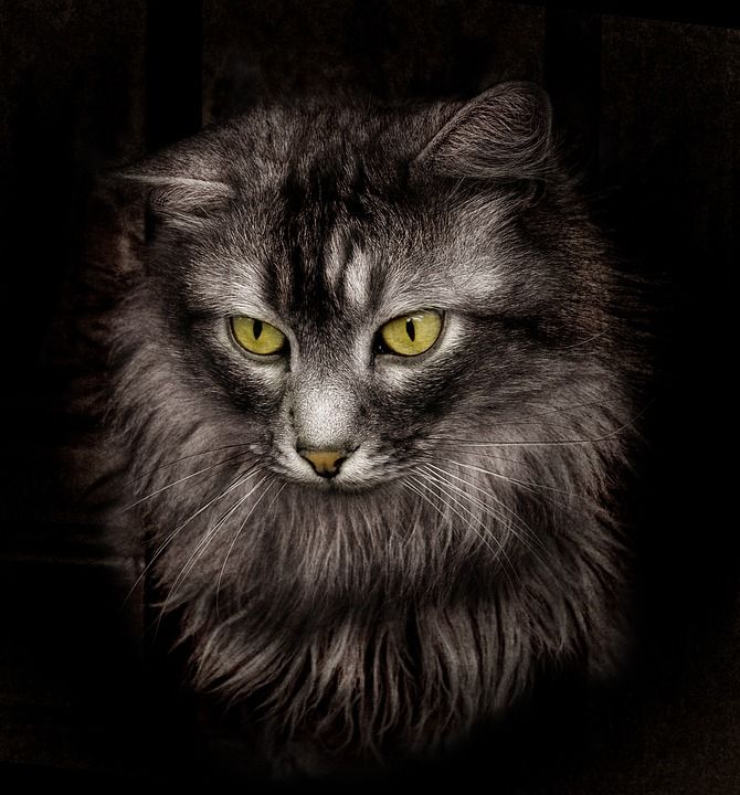 猫 黑猫 动物 猫科动物