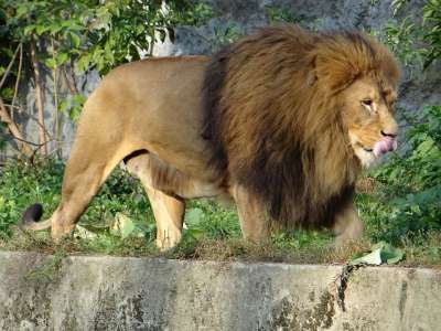 狮子 哺乳动物 兽中之王 动物 野猫 捕食者 野生动物 鬃毛