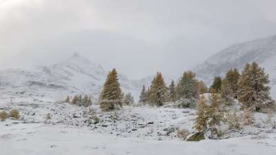 冬季景观 冷杉 雪 森林 山 山地景观 降雪 瑞士 景观