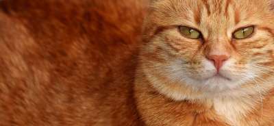 猫 鲭鱼 拍照 肖像 乐趣 红色的 大花猫 小猫 红猫 虎猫