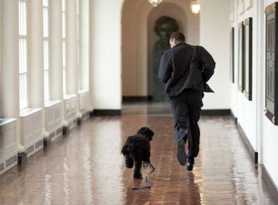 巴拉克 奥巴马和博 播放 玩耍 跑步 家庭犬 葡萄牙水犬