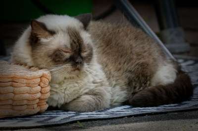 英国短毛猫 猫 可爱的 家猫 纯种 品种猫 家畜 毛皮 短发