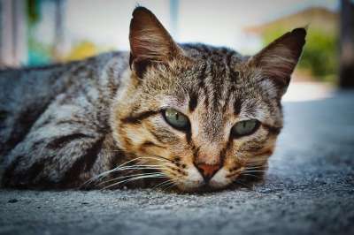猫咪 梅莱 动物 小猫 动物医院 肖像 灰色的 头 国内的