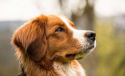 狗 犬类 宠物 国内的 哺乳动物 动物 肖像