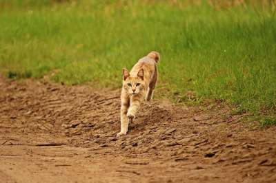 猫 虎猫 鲭鱼 小猫 家猫 草 飞跃 大花猫