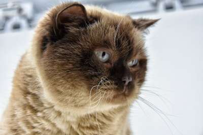 英国短毛猫 猫 纯种 品种猫 家猫 家畜 动物 肖像 野生动物