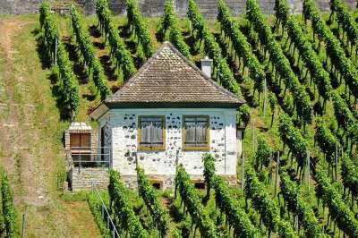 景观 葡萄园 夏天 Kaiserstuhl 洗澡