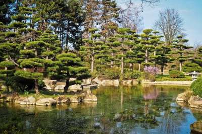 景观 花园 日本花园 自然 公园 树木 开花 湖 绿色 水