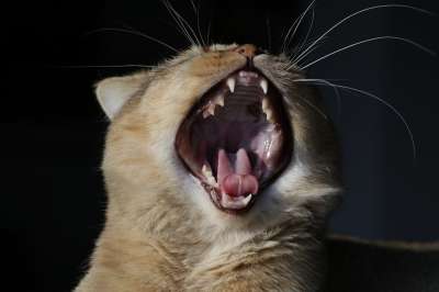 猫 小猫 英国短毛猫 毛皮 蓬松的 柔软的 肖像 动物 哺乳动物