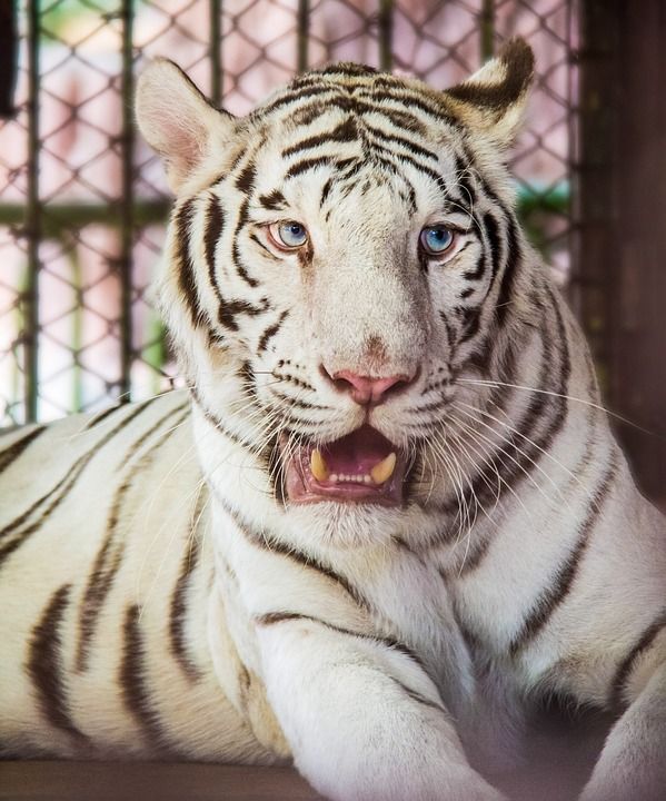 老虎 动物 大猫 有条纹的 白色的老虎 动物园 猫 哺乳动物