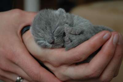 猫咪 小猫 猫 宿醉 英国短毛猫 新生 动物 哺乳动物 宠物