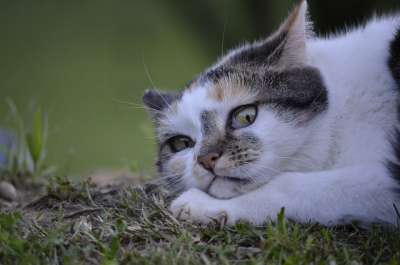 猫 潜伏 自然 夏天 乐趣 希尔德 动物 宠物 不信任