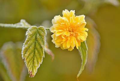 花 黄 花园 春天 工厂