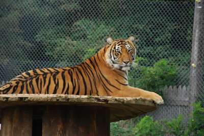 老虎 猫 动物 捕食者 危险的 自然 毛皮 哺乳动物 野生动物