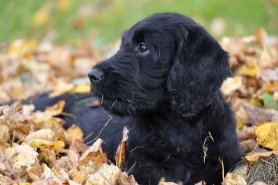 狗 小狗 Labradoodle 拉布拉多 国王狮子狗 贵宾犬 家畜