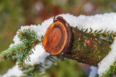 木头 雪 冬天 森林 树干 湿的 科 自然 寒冷的 冰冷的