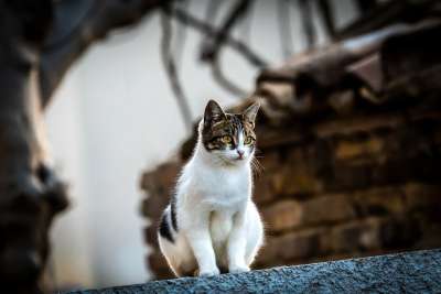 猫咪 动物医院 老虎 动物 小猫 猫 哺乳动物 可爱的 毛茸茸