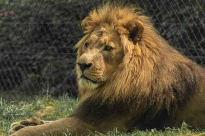 狮子 动物园 捕食者 食肉动物 自然 丛林 大猫 鬃毛 男性