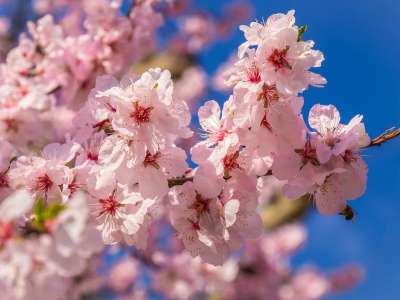 樱花 春季觉醒 梅花 分支 春天 樱花 樱花 樱花 梅花 梅花